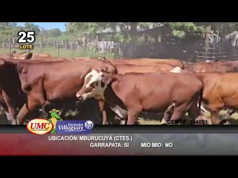 Lote 70 Novillitos en Mburucuyá, Corrientes