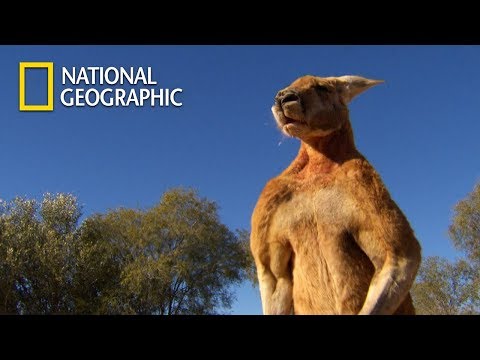 image-Why do kangaroos get so muscular?