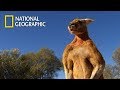 Muscular Kangaroos Martial Arts Match National Geographic