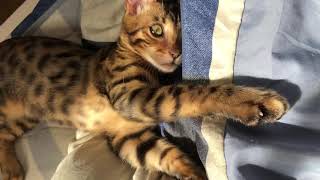 #ベンガル猫 #4ヶ月 #ルイ          ベンガル猫の子猫、休みの飼い主のお部屋でまったり(＊＾.＾＊)♪