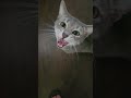 Gray Tabby Meows Loudly For Toy Too Cute