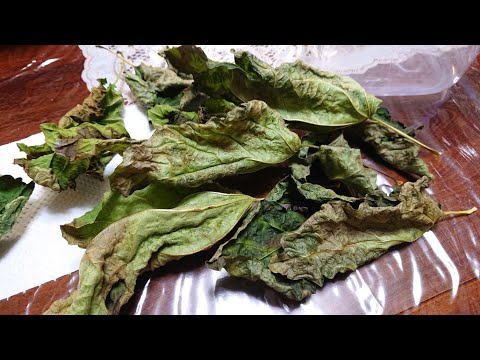 イチジクの葉カボチャ 植物