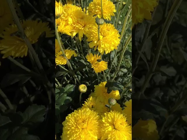 Стандарт поставки видео №1 Хризантема Золотые купола Стандарт поставки видео №1 Хризантема Золотые купола
