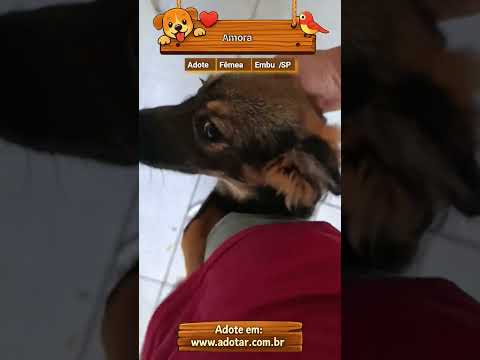 Vídeo de Amora