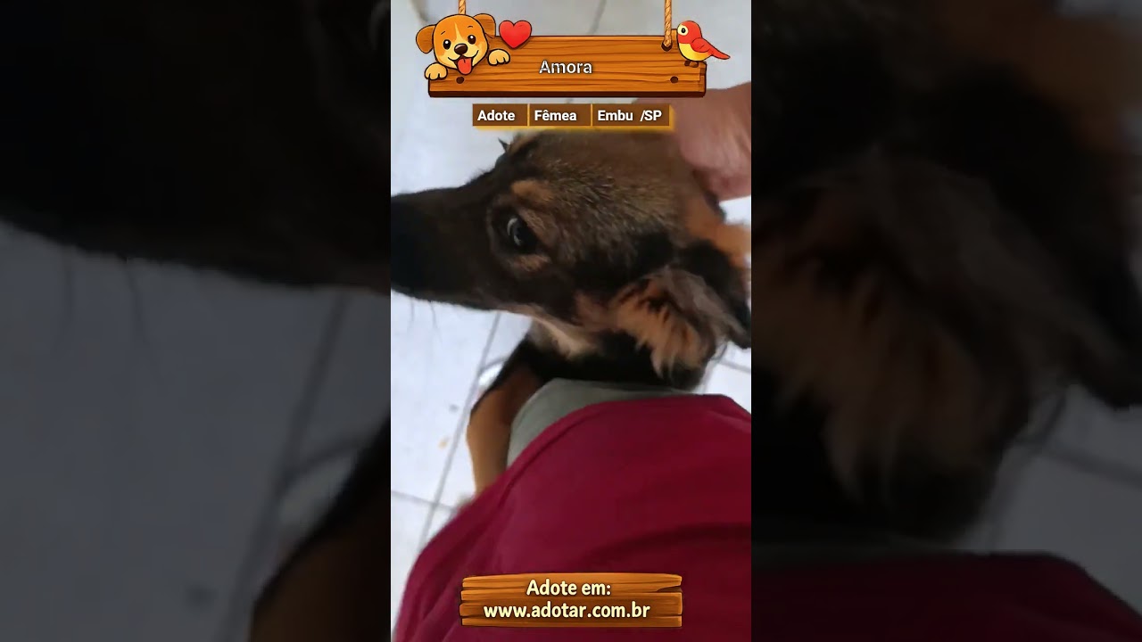 Cachorro raça SRD-ViraLata idade 1 ano nome Amora