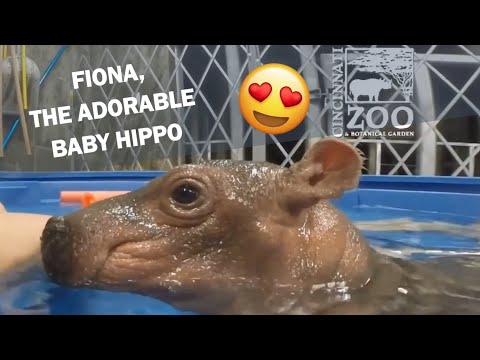 Fiona, the baby hippo - cuteness overload