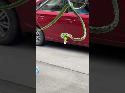 Aggressive Green Vine Snake #rescue #wildlife #help #saveanimals #reels #video #follow #snake #vine