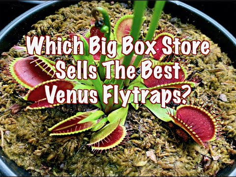 Which Big Box Store Sells The Best Venus Flytraps?