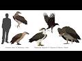 Ice Age Predators The Lost Raptors Of La Brea