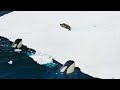 Incredible Orca Hunt | Frozen Planet II | BBC Earth