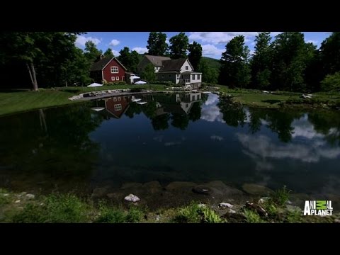 A Pool That Looks Like it Was Made by Nature | The Pool Master