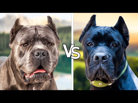 15Difference betwen Presa Canario vs Cane Corso