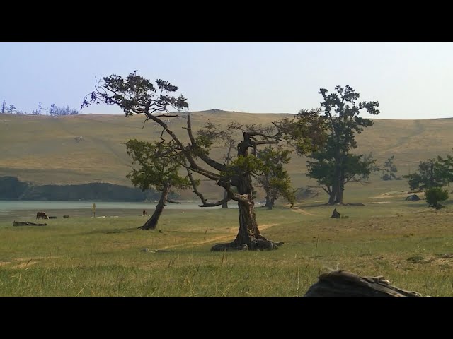 Дерево с Ольхона среди конкурсантов