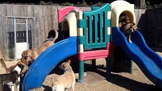 Luna, Bailey, Lucy, Sparky, Freya, Toula, Jamie, Mr Brown, Jr, Boh, Natas and Emma