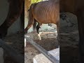 Horse Peeing Horsetoilet Shorts Viral Horse