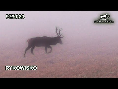 SUDECKA OSTOJA 97/2023 Rykowisko Deer hirsch Hunting Hunt