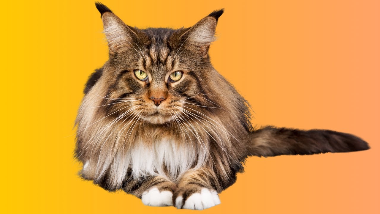 The Maine Coon: A Majestic Companion in the World of Cats