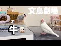 【爆笑】文鳥劇場　牛🐮　 280