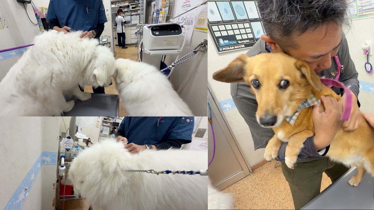 健康診断の結果良好！ワクチン頑張りました