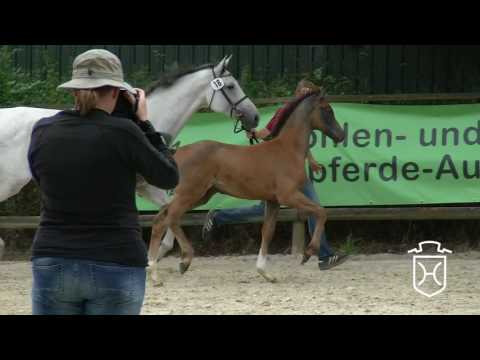 08 Hengstfohlen von Cascadello I - Cassini I - Corrado I