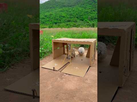 Amazing Creative Unique Quail Trap Using Cardboard Box #Shorts