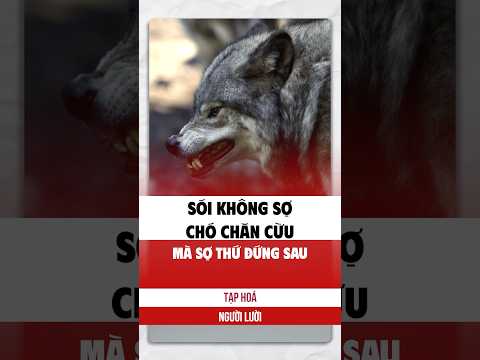 Sự thật sói không sợ chó chăn cừu