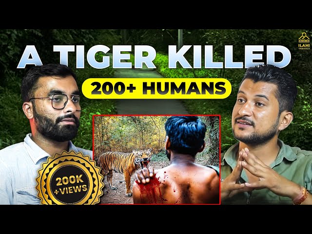 Into the Wild: Jim Corbett Tiger Attack | Ft. Yuvraj | ilahitravels SDDEFAULT Thumbnail