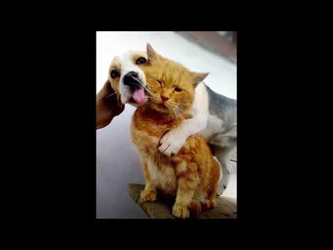 Emina Arapovic feat Boris Novkovic   Zgrabi Svoju Srecu 2005