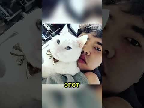 На этого мужчину постоянно нападает его домашний кот 🥺 #shortsvideo