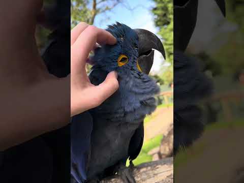 Giant blue dinosaurs asked me to pop their pin feathers
