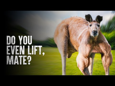 How to Survive a Kangaroo Attack