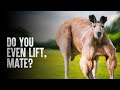 How To Survive A Kangaroo Attack