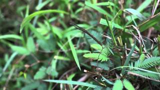 Hawaii 2010 | bits & pieces