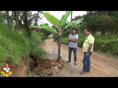 Moradores plantam bananeira na  Avenida 31 de Março no Bairro do João Leite