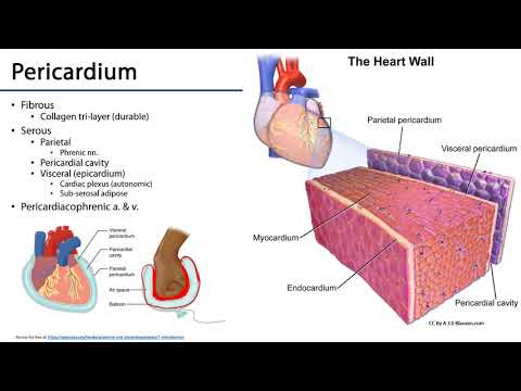 Cardiovascular Heart - Heart Pericardium