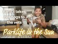 A Day In The Life Of Bambi Dhami Taking Dogs To The Vets In Huelva Parklife In The Sun Spain