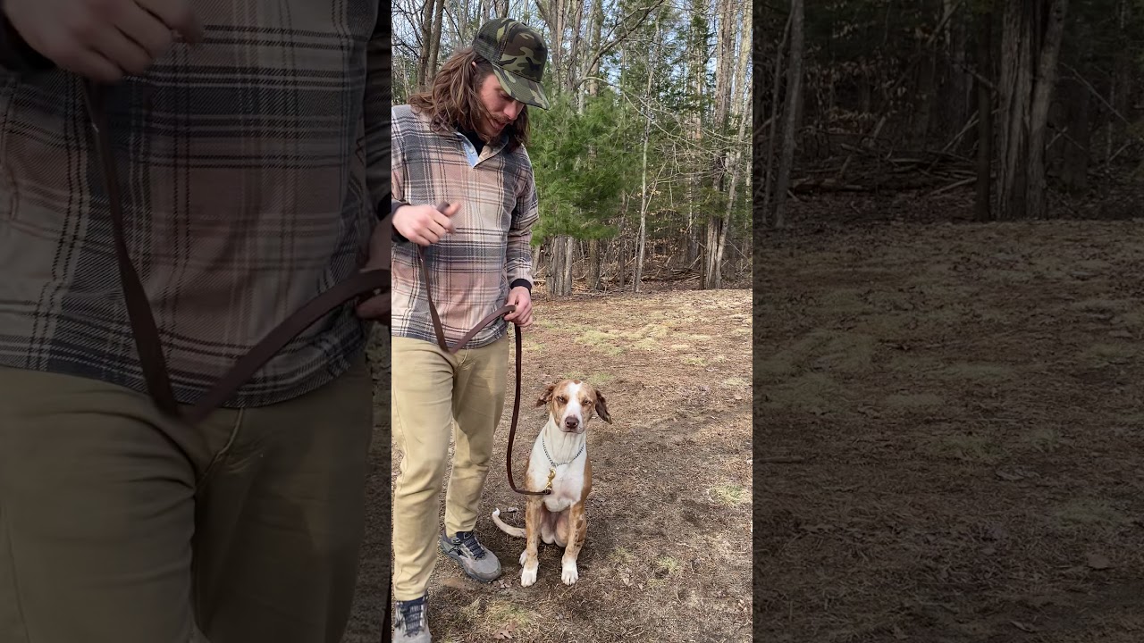 certified professional dog trainer