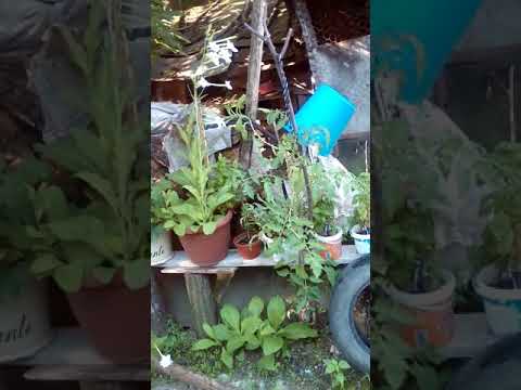 In curtea casei lui Ion belgun piscoi Gorj Romania