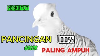 Download lagu Perkutut Lokal Gacor RAJA PIKAT Ahlinya bikin semua burung perkutut gacor nyaut mp3 Download lagu Perkutut Lokal Gacor RAJA PIKAT Ahlinya bikin semua burung perkutut gacor nyaut mp3