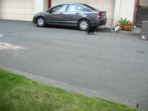 Cat crossing the street
