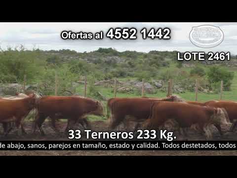Lote 33 Terneros 32 Polled HE y 1 Polled HE c/  AA 233kg -  en Cufré - a 20 km de Nueva Helvecia