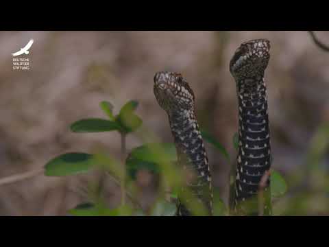 Jans Tierleben: Folge 7 – Kreuzotter