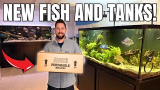 New South American Cichlids & Huge Tank Move (Massive Fish Room Update!)