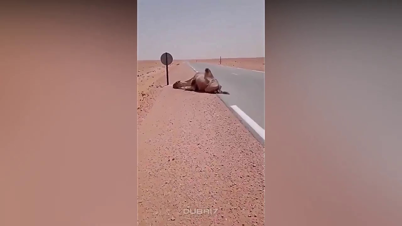 Algeria Desert Saving A Thirsty Camel from Death ! Under 60° Degree🌡️