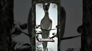 Download lagu Why women's graves are dug deeper #explore #shorts mp3