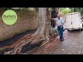 Burke S Backyard Trees To Avoid That Grow Too Big Damage Footpaths Roads Invade Neighbours