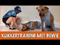 Hoe blijf je actief met een gehandicapte hond?? | DierenpraatTV