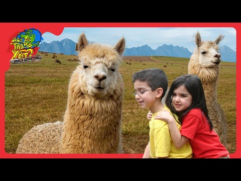 🦙 Discovering Llamas in Peru! Fun Facts, Adventures, and Learning! 🇵🇪 | @travelkidsTVSHow