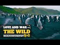 Love and War - हिन्दी डॉक्यूमेंट्री | Wildlife documentary in Hindi