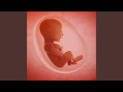 Som do Útero Infalível